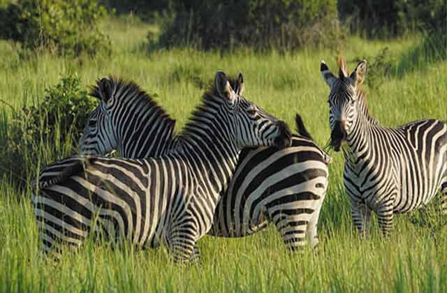 Serengeti National Park