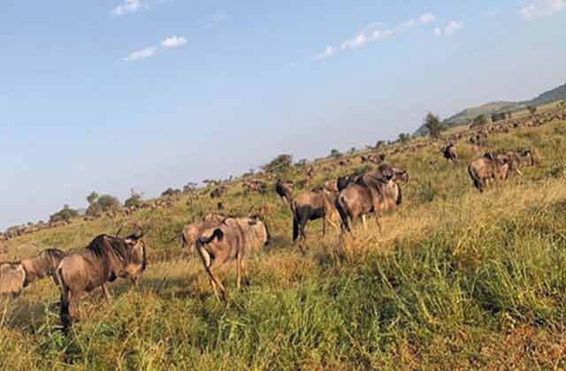 Serengeti National Park