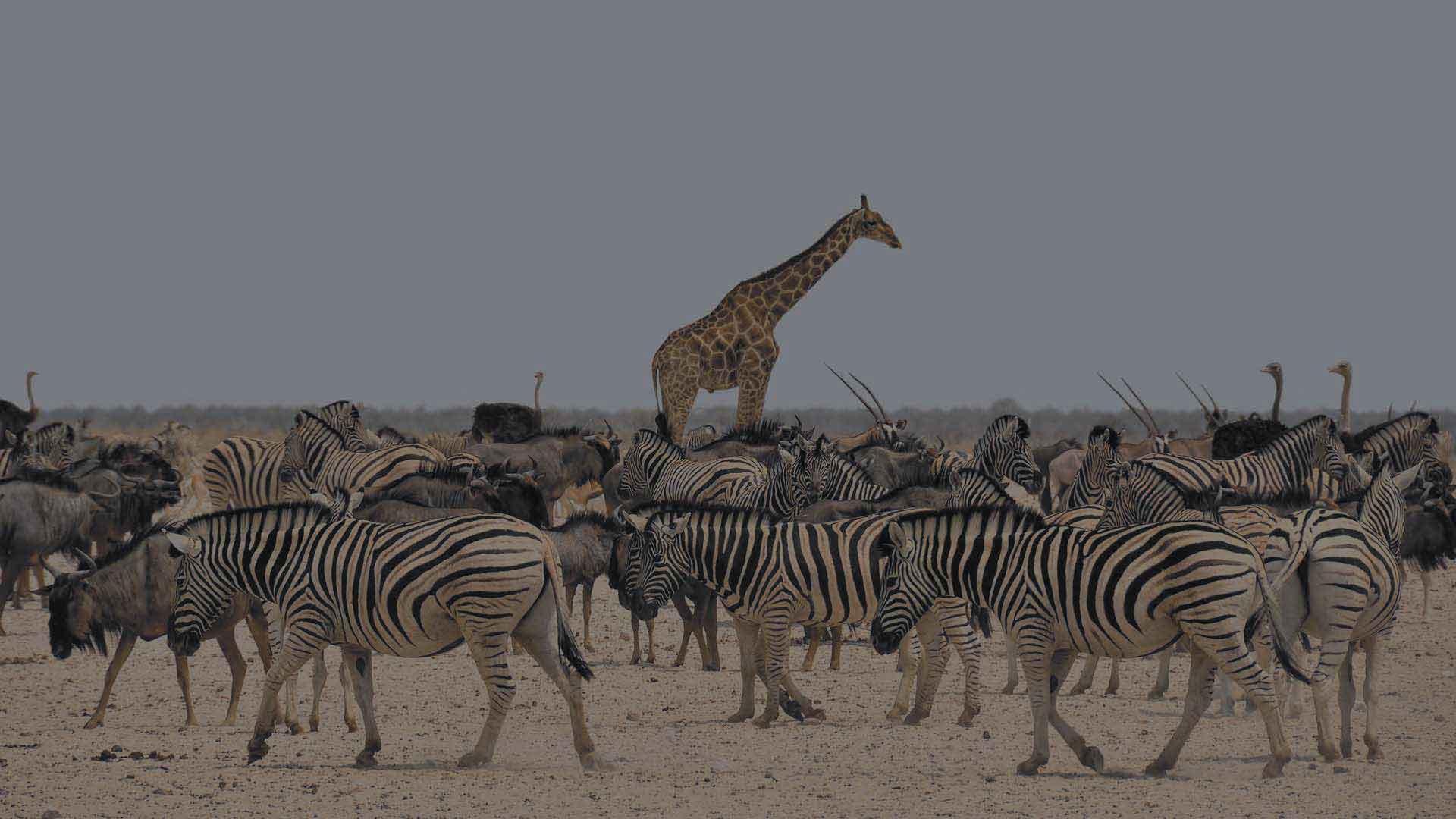 kilimanjaro area