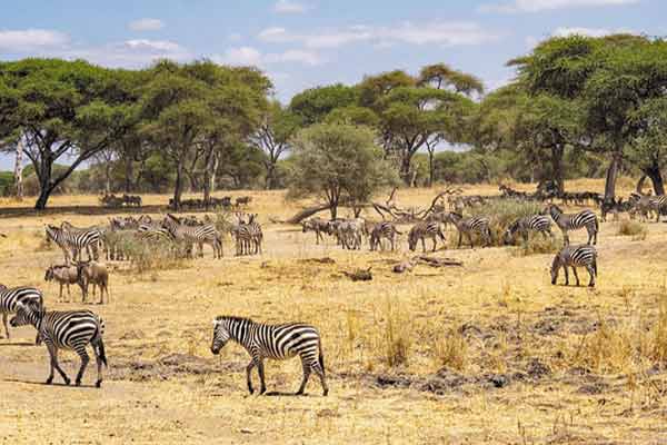 Tarangire National Park