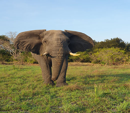 Elephants in Ngorongoro Conservation Area