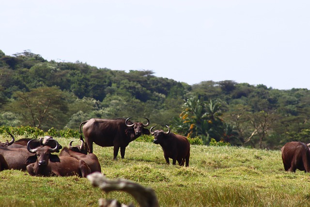 Manyara National Park