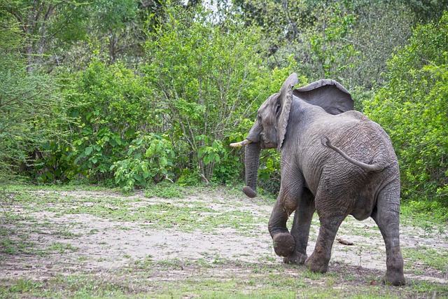 Elephants at Mikumi plains