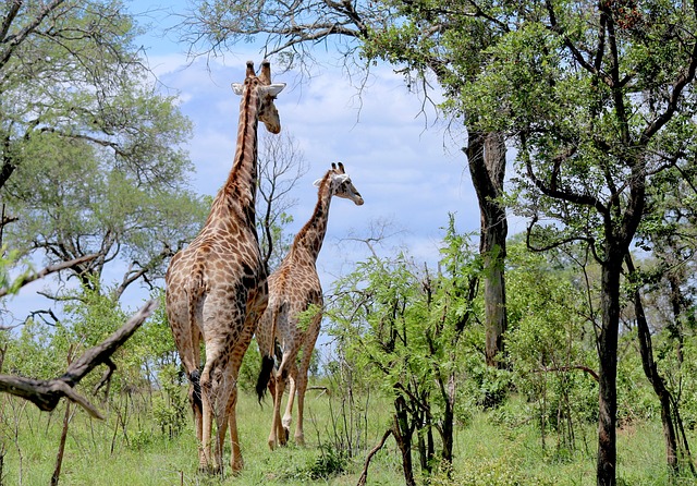 Giraffes in Arusha National Park