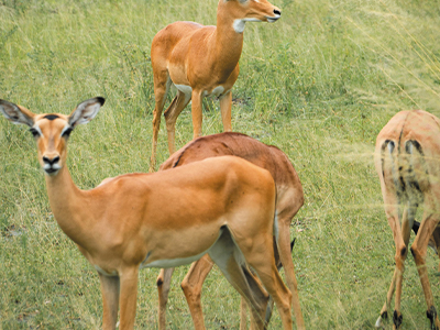 Saadani National Park image.