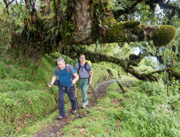Rainforest trail on Machame Route