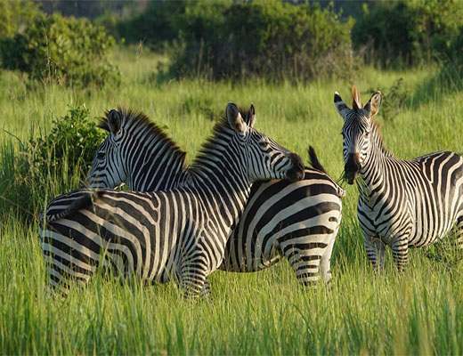 Lions in Serengeti National Park