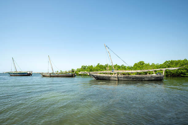 Mangrove boardwalk in Jozani Forest