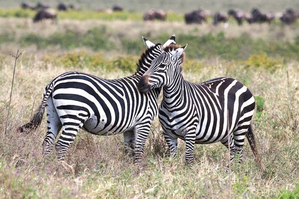 Ndutu, Manyara and Ngorongoro Safari