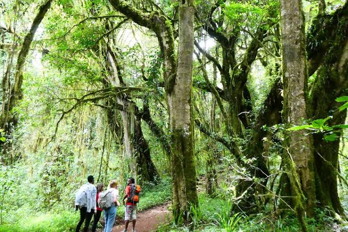 High-altitude camp on the Umbwe Route