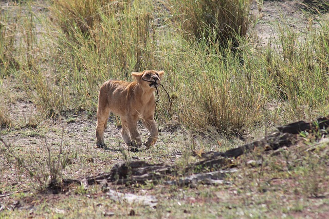 Lions in Ngorongoro Crater
