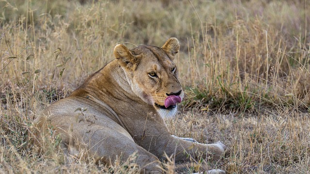 Lion in Tarangire National Park