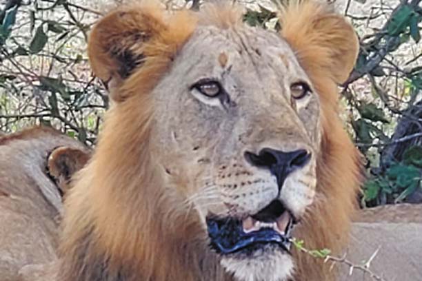 Tree-climbing lions in Lake Manyara
