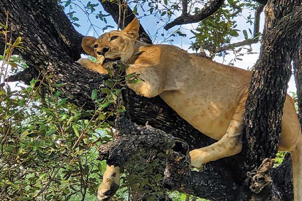 Tree-climbing lion in Lake Manyara