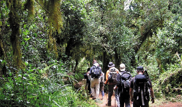 Umbwe Route forest trail through rainforest