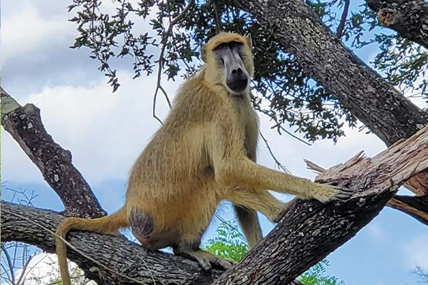 Colobus monkeys in forest
