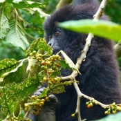 Tourist smelling spices at Zanzibar spice farm