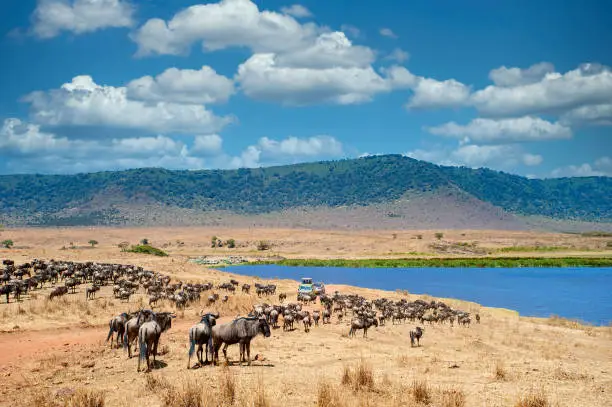 Ngorongoro Crater Safari