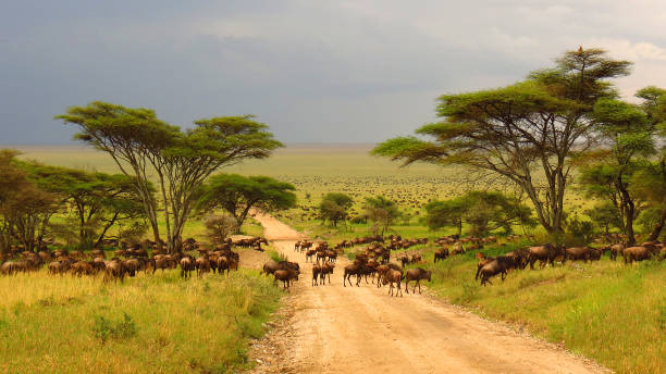 Ngorongoro Crater Aerial View