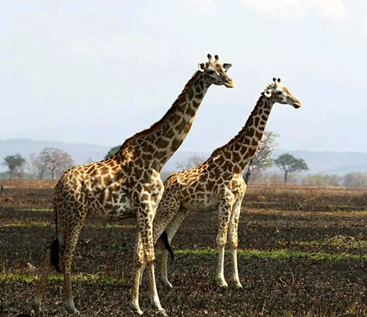 Tarangire and Manyara Safari