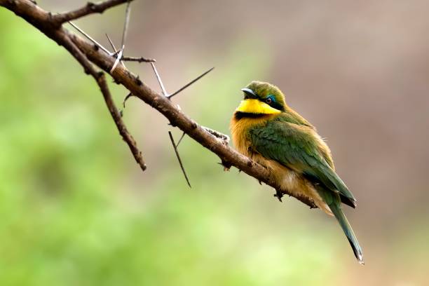 Momella Lakes in Arusha National Park