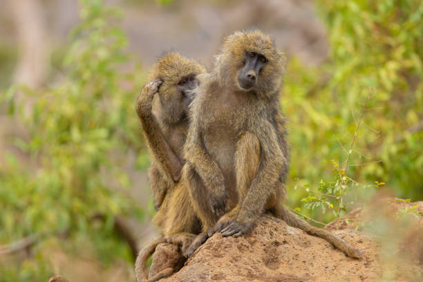 Gombe National Park Chimpanzee Trekking