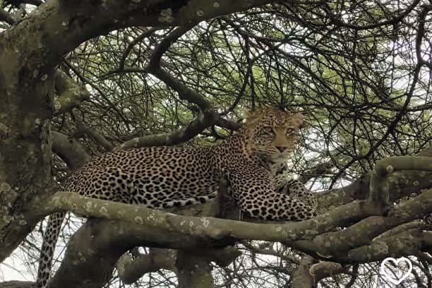 Arusha and Ngorongoro Safari