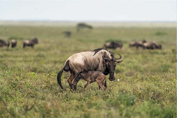 Ndutu Migration Day Tour