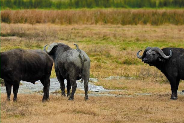 Rhinos in Tarangire National Park