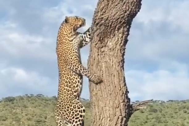 Elephants in Mikumi National Park