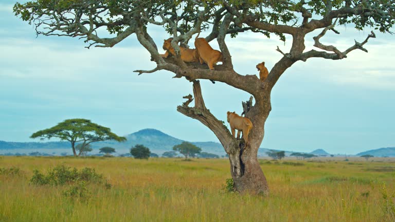Giraffes in Mikumi National Park