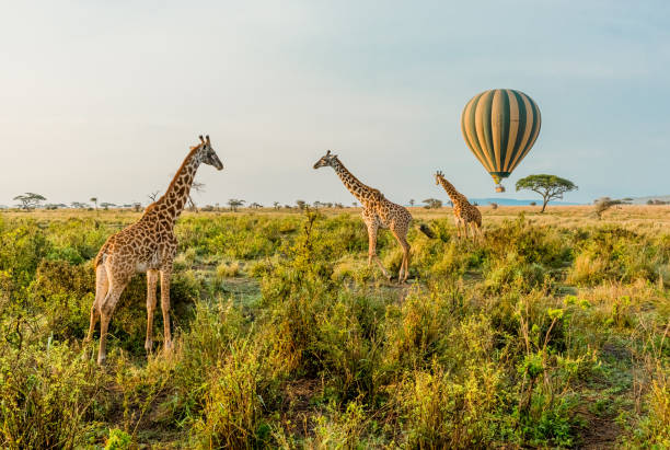 Lions in Serengeti