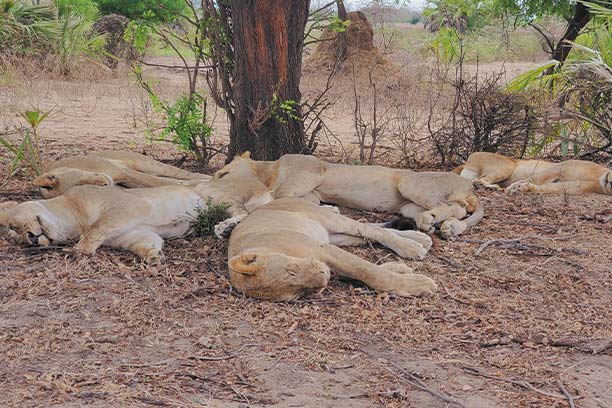 Tarangire and Manyara Tour