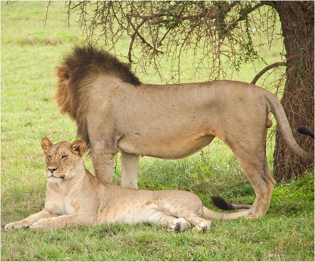 Lions in Mikumi National Park