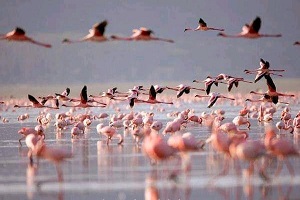 Lake Natron Tanzania – Ultimate Adventure to Flamingos, Waterfalls & Ol Doinyo Lengai