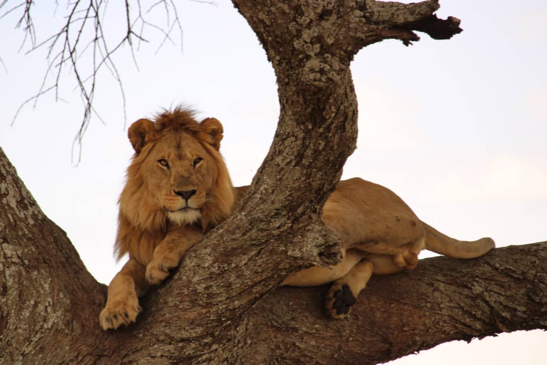 Best Lake Manyara Day Trip | Wildlife Safari from Arusha