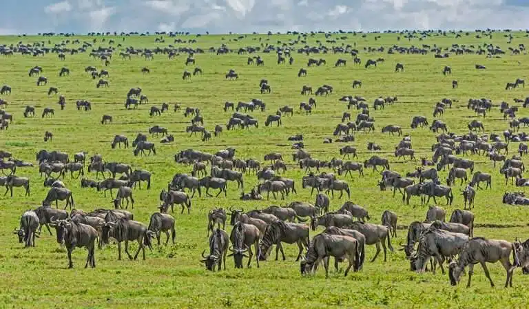 Ngorongoro Crater Day Tour - Unique safaris