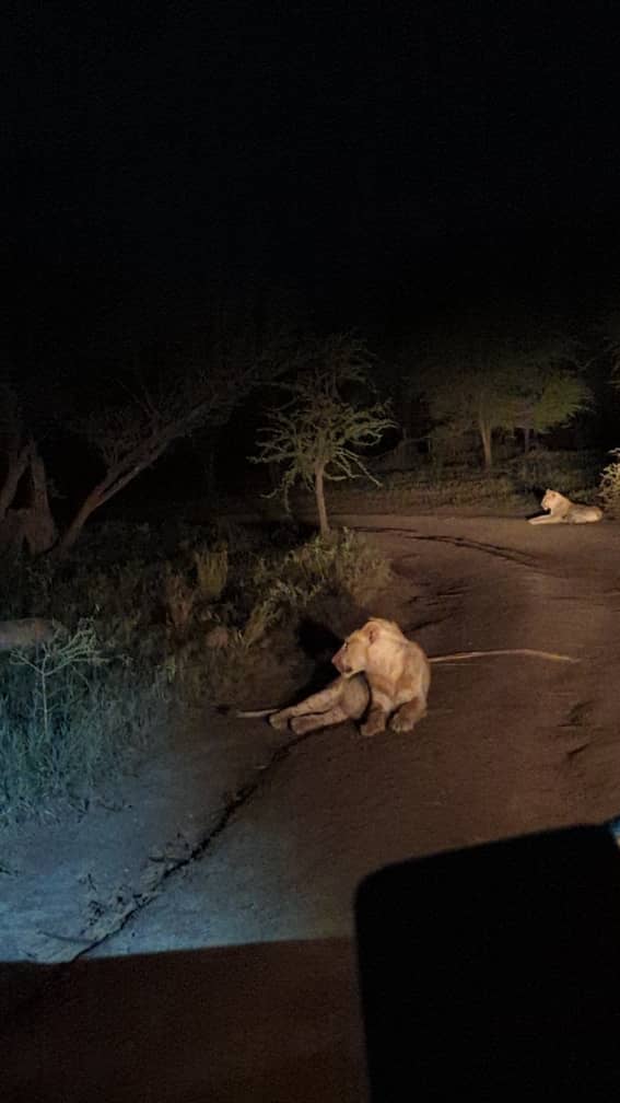 1 Day Lake Manyara Night Game Drive Safari | Tanzania Night Safari Package