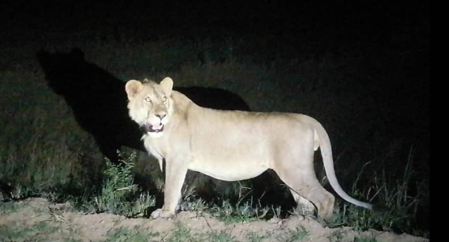 Tarangire Night Game Drive Safari | Experience Tanzania's Wildlife After Dark