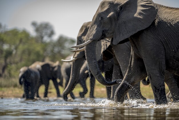 Arusha & Tarangire National Park Safari