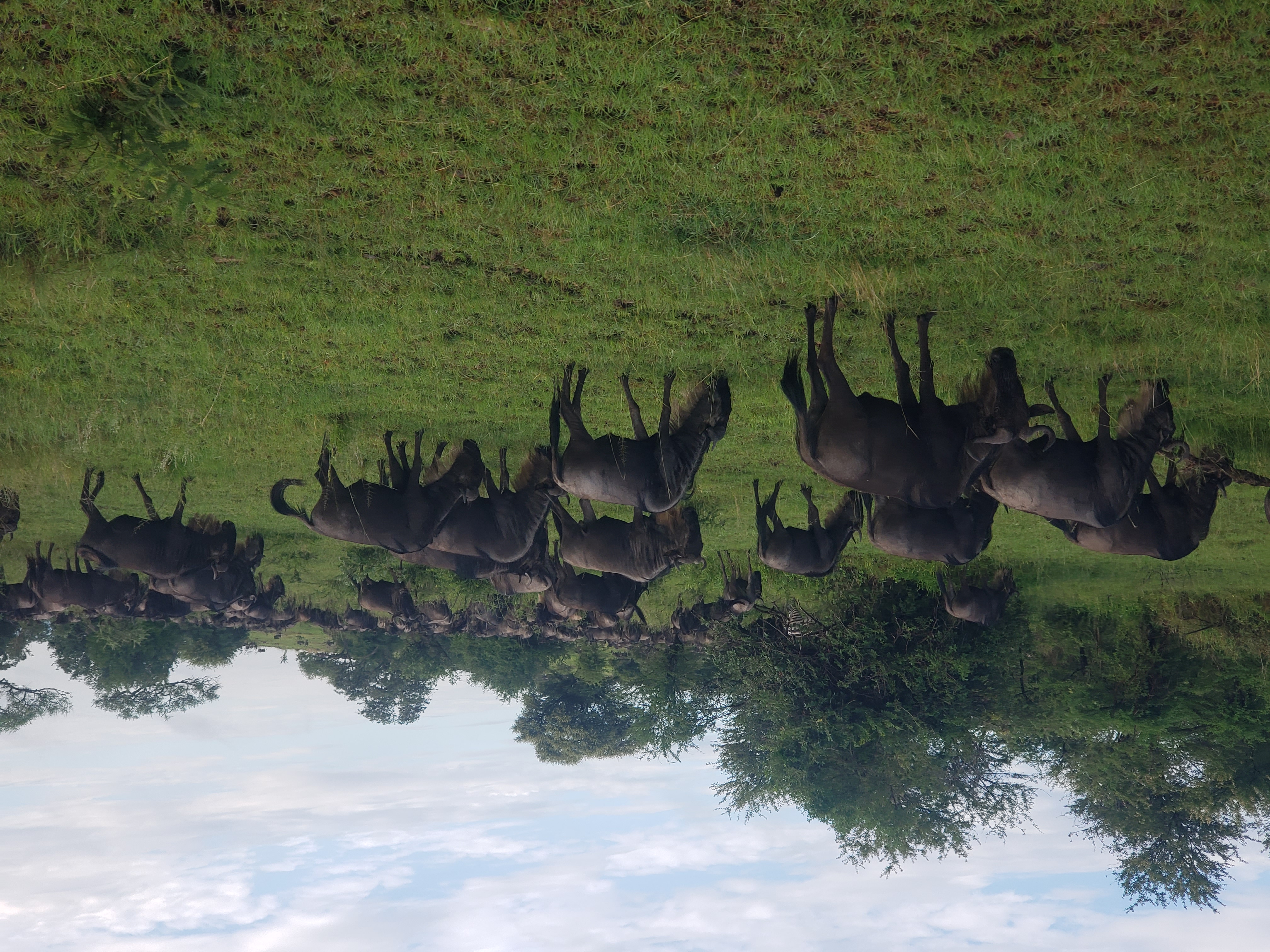 7 Days Serengeti Great Migration Safari | Best Tanzania Wildebeest Migration Tour