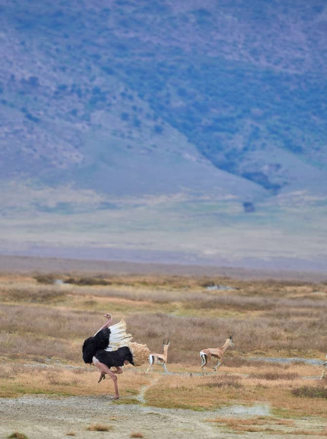 8 Days Tarangire, Ndutu Migration, Serengeti & Ngorongoro Safari