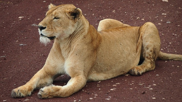 Big 5 Tours: The Ultimate African Safari Experience