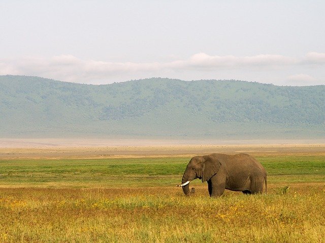 Wonders of Ngorongoro Safaris: The Eighth Wonder of the Natural World