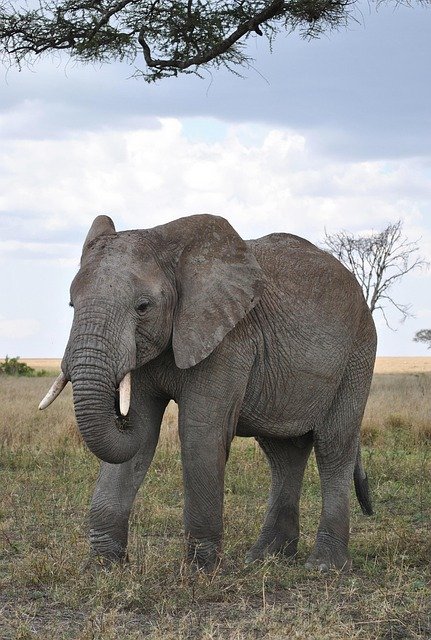 The Best Tanzania Safaris Tours & Attractions