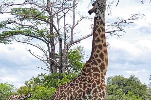 Why Serengeti Seems So Special? The Ultimate Wildlife Wonder