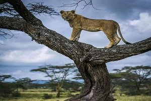 Is Lake Manyara Still Worth Visiting? An Honest Look