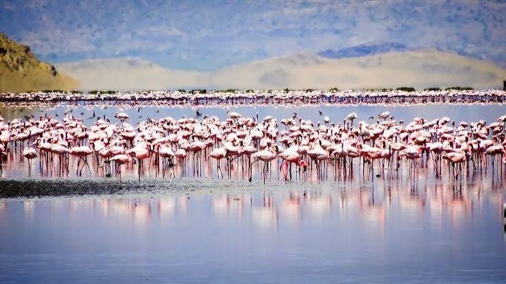 Lake Natron Tanzania: Complete Travel Guide, Top Attractions & Things to Do