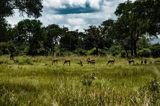Why Visit Mikumi National Park?